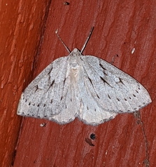 Philedia punctomacularia