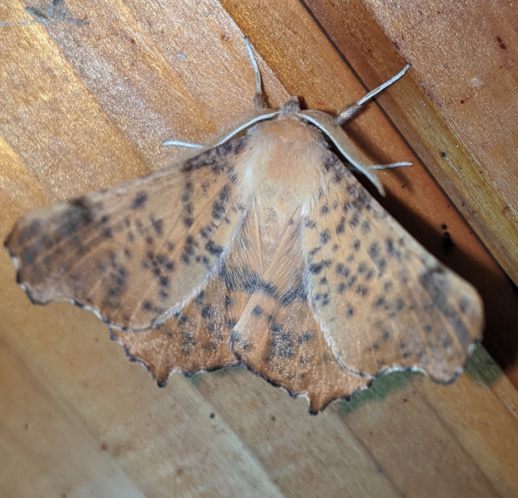 Maple Spanworm Moth