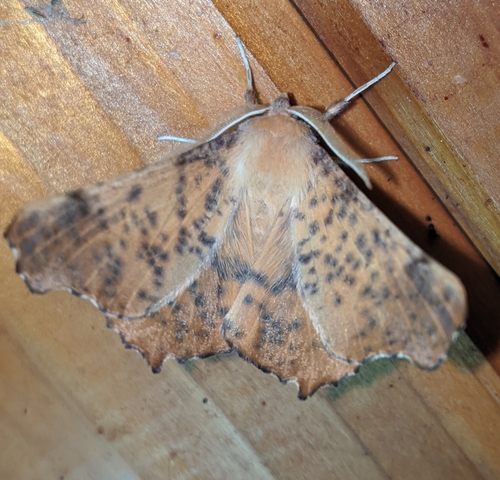 Maple Spanworm Moth
