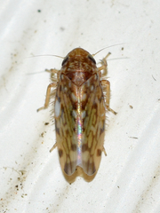 Xestocephalus similis