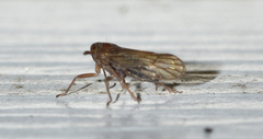 Pareuidella