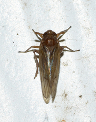 Pareuidella