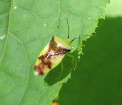 Elasmostethus atricornis