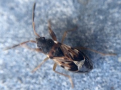 Scolopostethus affinis