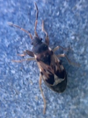 Scolopostethus affinis