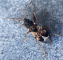 Scolopostethus affinis