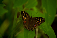 Junonia lemonias