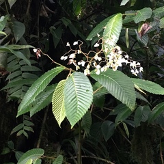 Begonia ulmifolia