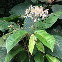 Begonia ulmifolia