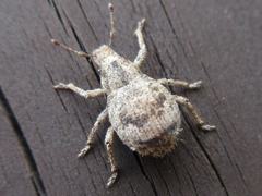 Pseudocneorhinus obesus