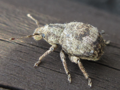 Pseudocneorhinus obesus