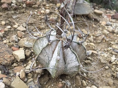 Astrophytum capricorne