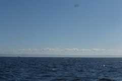 Balaenoptera physalus