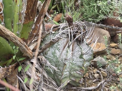 Astrophytum capricorne