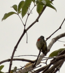 Dicaeum erythrothorax