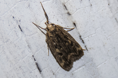 Martyringa latipennis