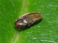 Trixagus dermestoides