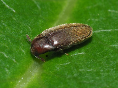 Trixagus dermestoides