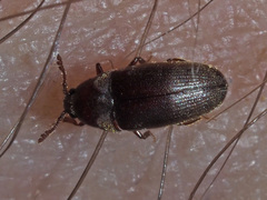 Trixagus dermestoides