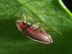 Trixagus dermestoides