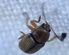 Cryptocephalus fulvus