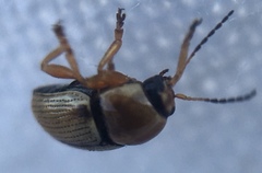 Cryptocephalus fulvus