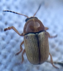 Cryptocephalus fulvus