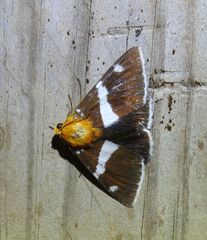 Buzara infractafinis
