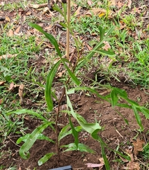 Buckinghamia celsissima