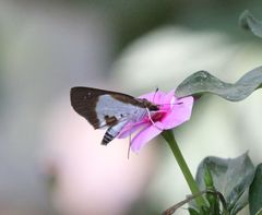 Andronymus caesar philander