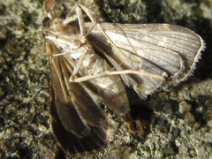 Eurrhyparodes bracteolalis