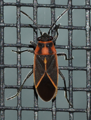 Ochrimnus lineoloides