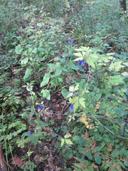 Aconitum stoloniferum