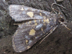 Eurrhyparodes bracteolalis