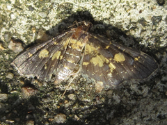 Eurrhyparodes bracteolalis