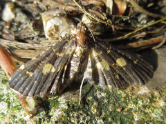 Eurrhyparodes bracteolalis