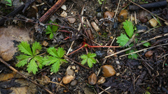 Potentilla intermedia