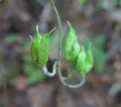 Aconitum stoloniferum