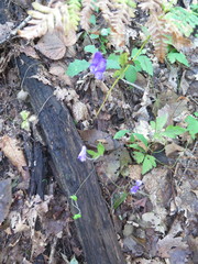Aconitum stoloniferum