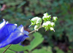 Aconitum stoloniferum