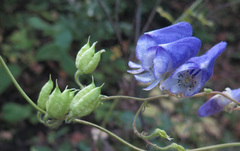 Aconitum stoloniferum