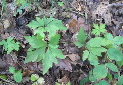 Aconitum stoloniferum