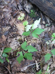 Aconitum stoloniferum