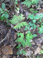 Aconitum stoloniferum