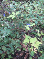 Aconitum stoloniferum