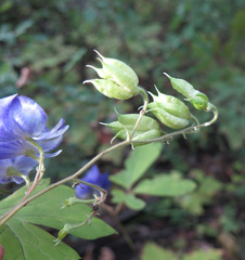 Aconitum stoloniferum