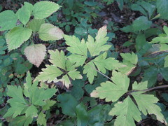 Aconitum stoloniferum