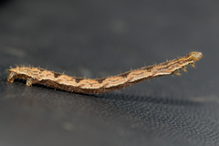 Eupithecia succenturiata