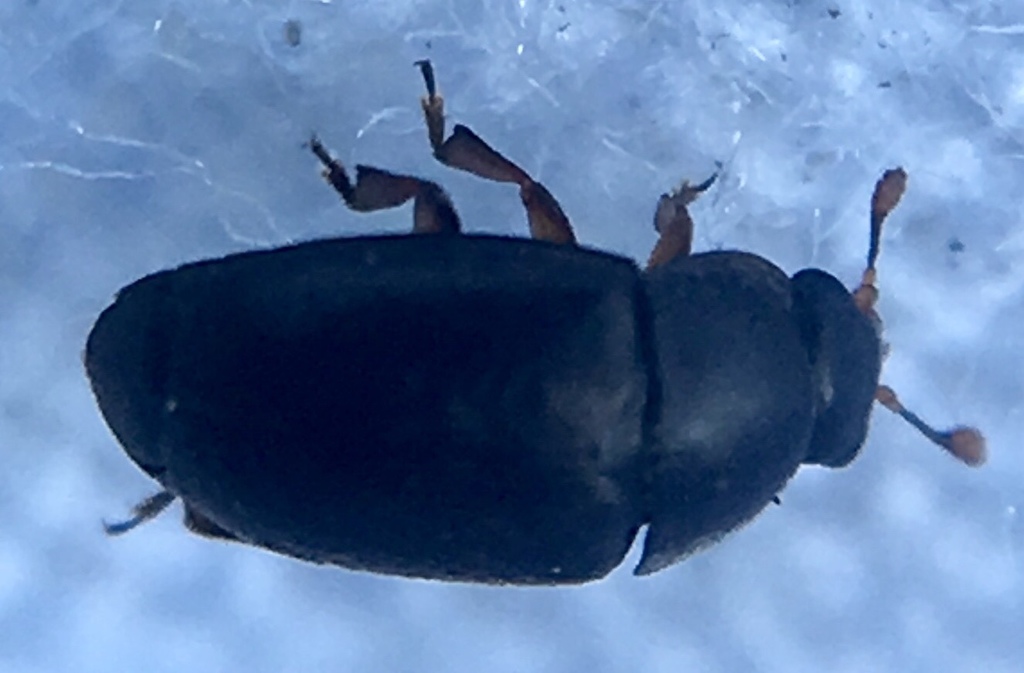 Brassicogethes fulvipes