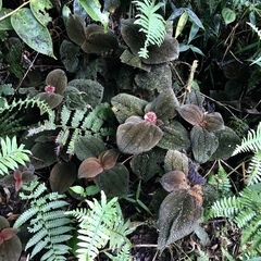 Miconia reflexa